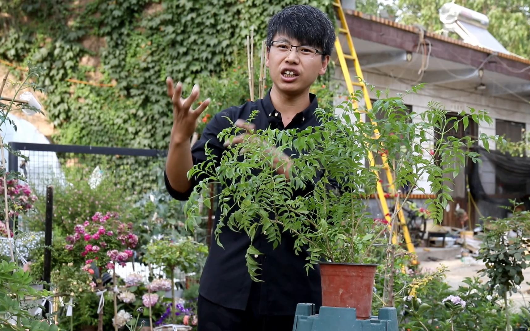 这种藤本花卉,炎热的夏季正是盛花期,并且耐寒又耐热哔哩哔哩bilibili