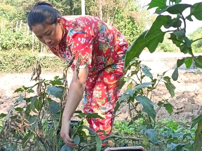 记录农村生活~摘茄子.拍摄剪辑全过程!保姆级教学哔哩哔哩bilibili