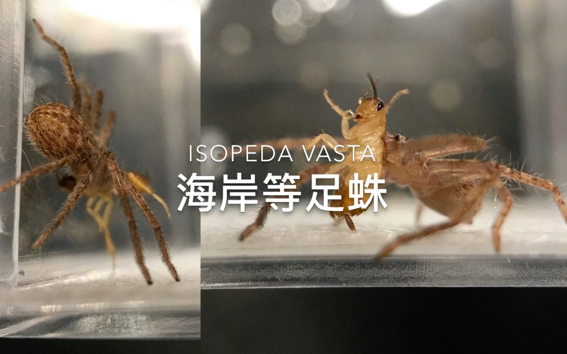 海岸等足蛛日常喂食