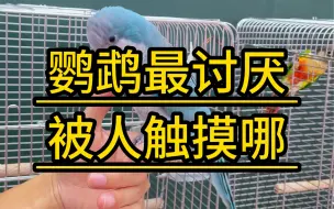 Descargar video: 鹦鹉最讨厌被人触摸哪里？