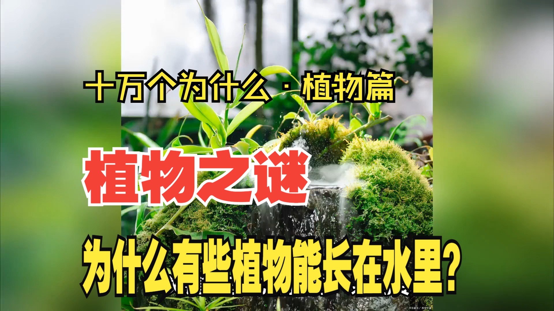 "——十万个为什么·植物篇