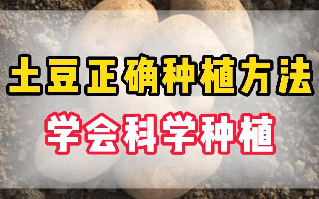 土豆正确种植方法学会科技种植哔哩哔哩bilibili