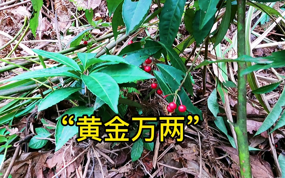 黄金万两是一种药材人们用来做盆栽却很少知道它的价值
