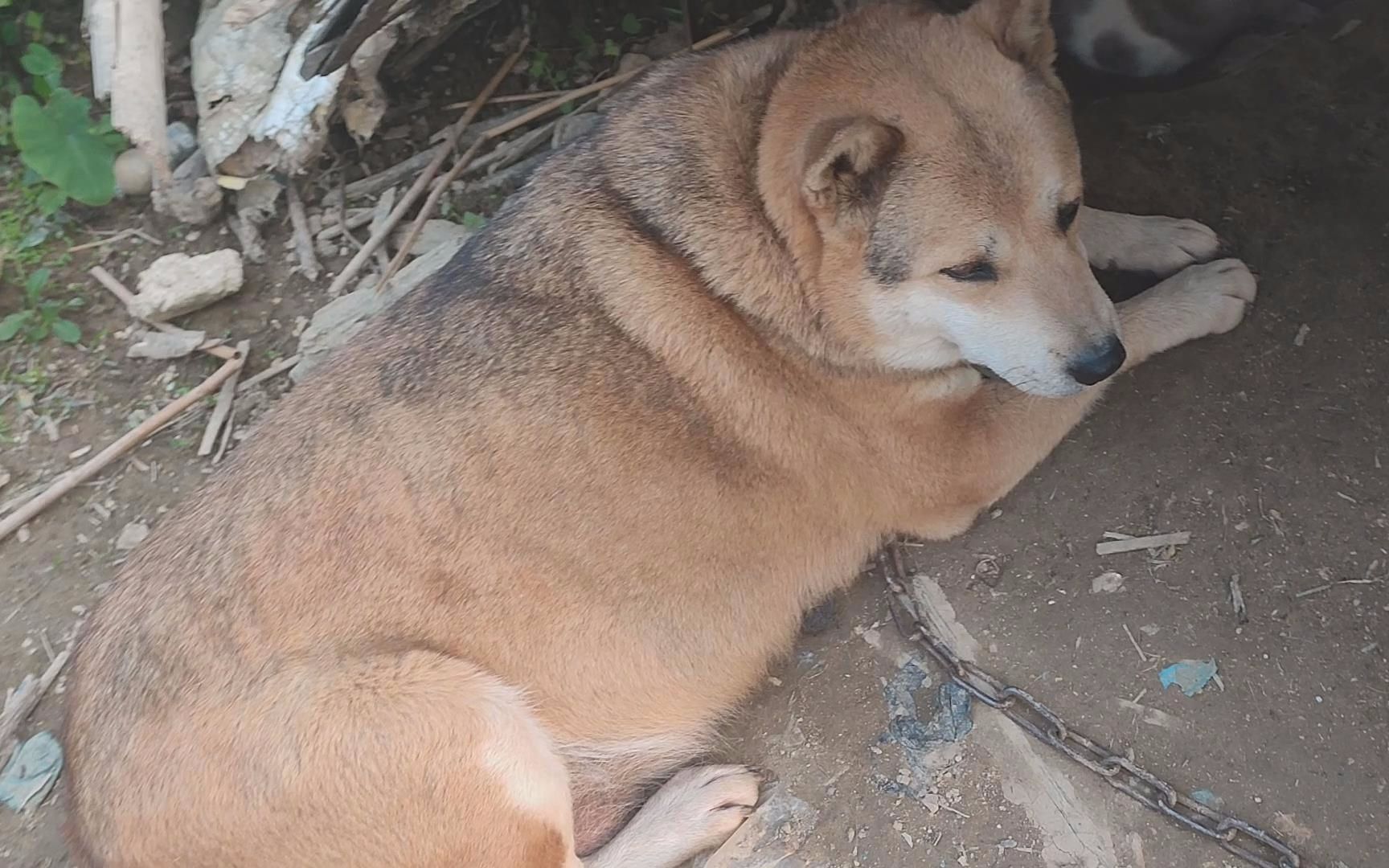 60斤母土狗生宝宝第19天,新的小狗王慢慢浮出水面