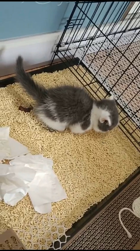 到家第四天,我家矮脚猪终于会用猫砂了,老