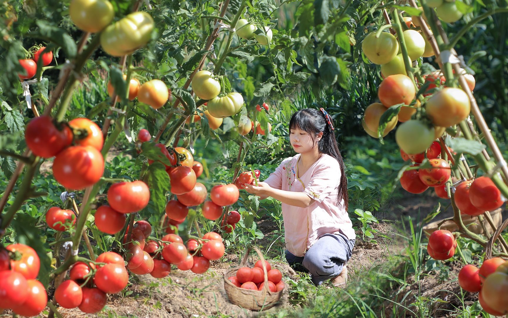 [图]连续种了几年的番茄，终于迎来了大丰收