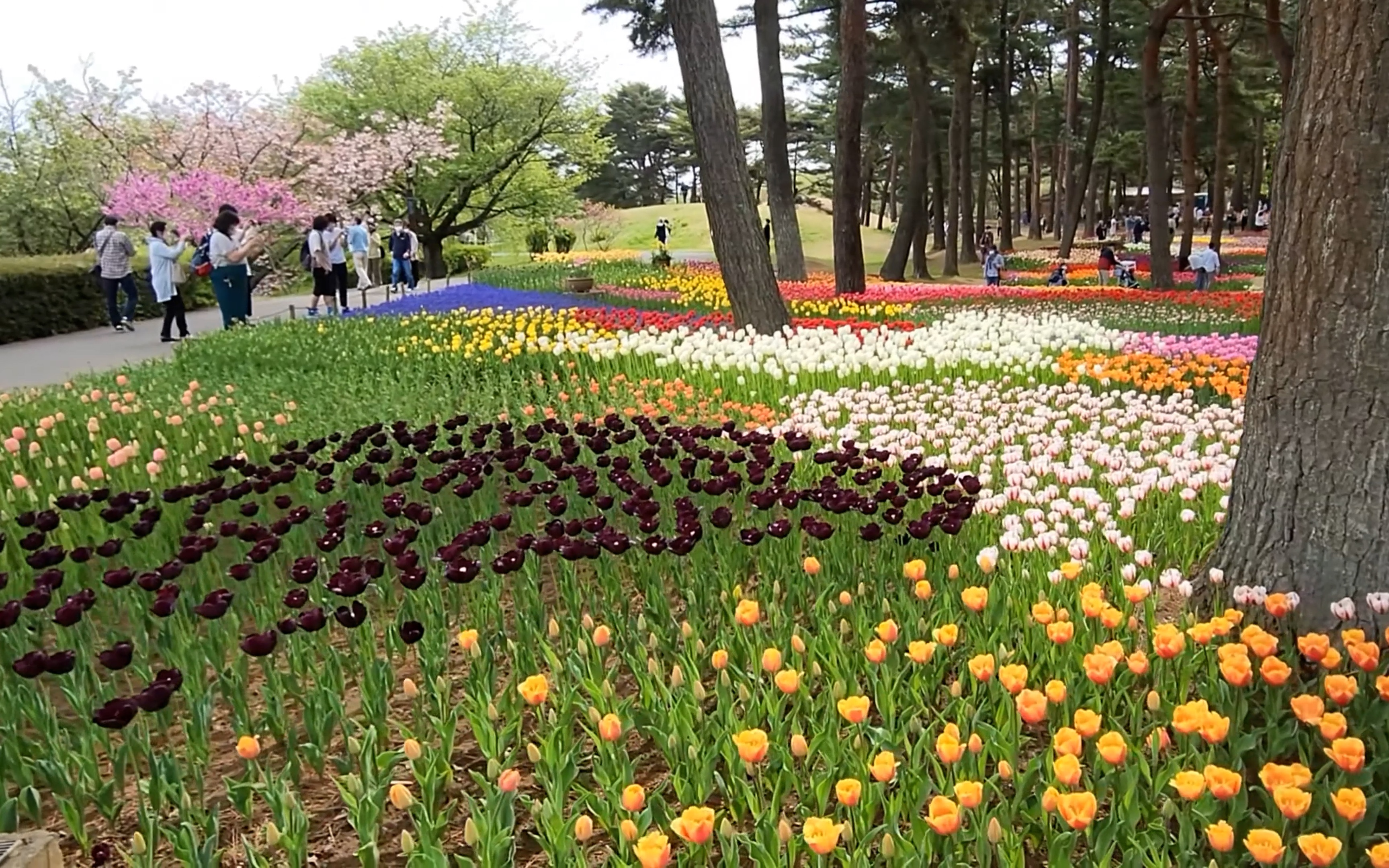 茨城県碧蓝的尼泊尔花圃茨城県国営ひたち海浜公园
