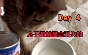 Video herunterladen: 洁牙粉实测day4 有人在的时候表现好很多，人走碗凉