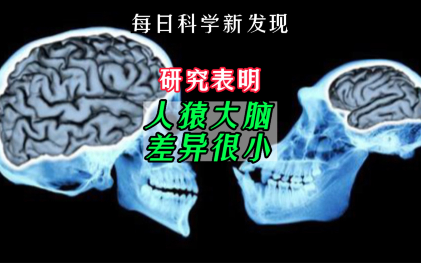 【每日科学新发现】研究表明人猿大脑差异很小,但很重要哔哩哔哩bilibili