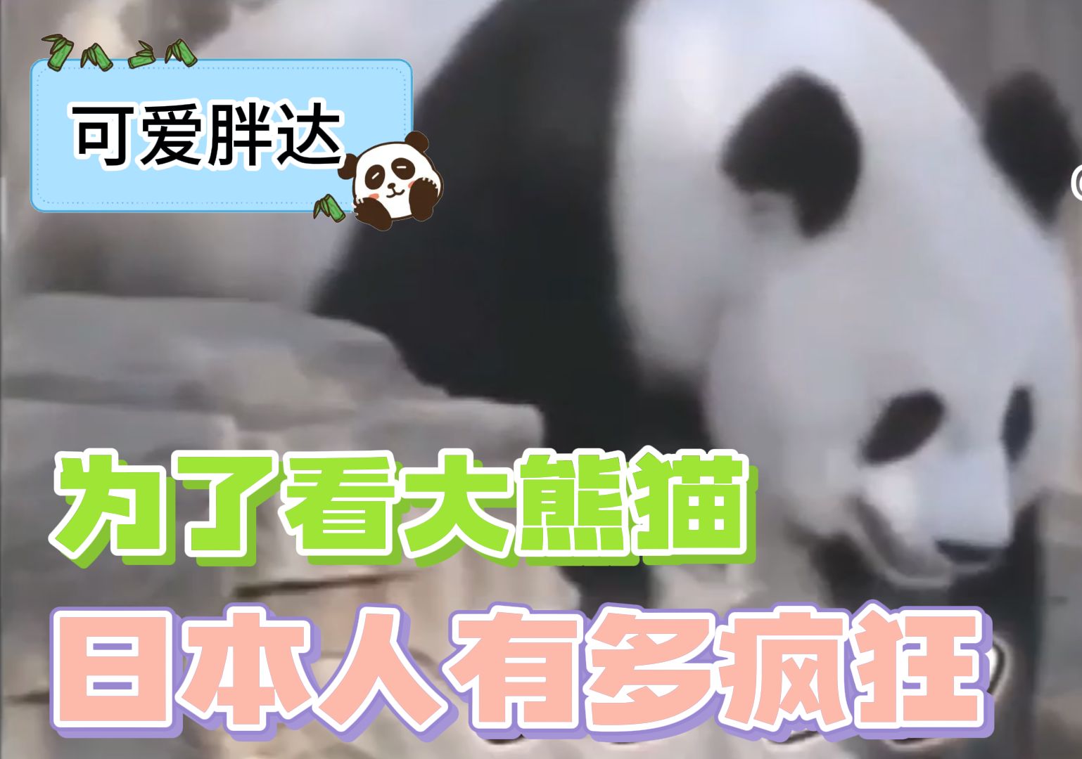 五十多年前,日本人为了看中国大熊猫有多疯狂?