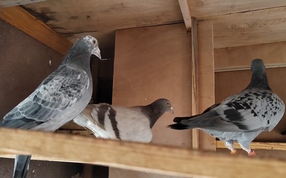 换羽基本结束了鸽子都穿上了新羽绒服迎接寒冷的冬天