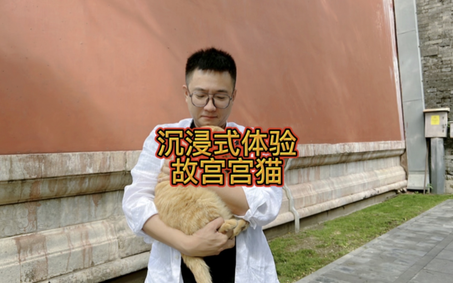 [图]故宫里的大宫猫，今天终于找到了