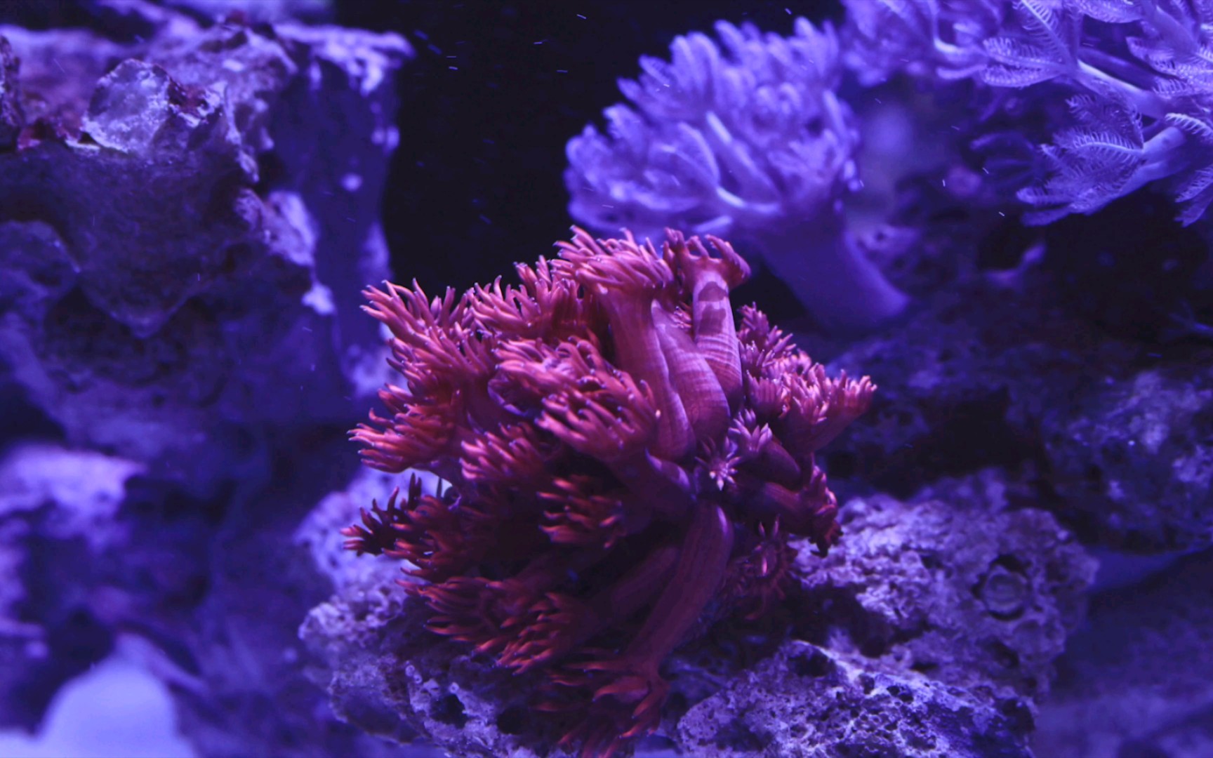 活动  【海缸】红圆帽宝石花珊瑚 4k延时摄影