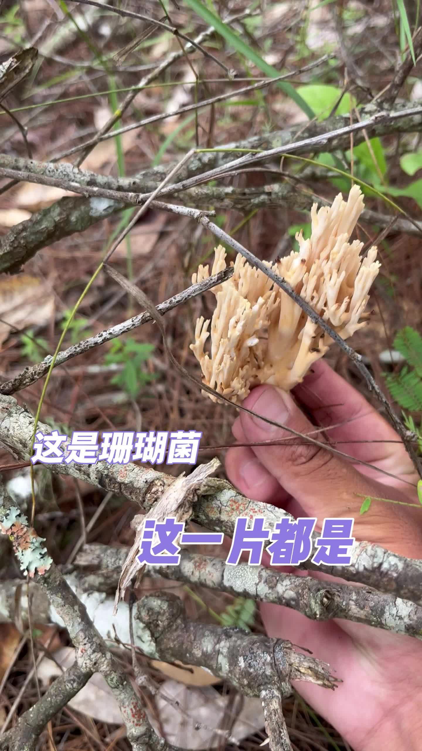 珊瑚菌 有毒图片