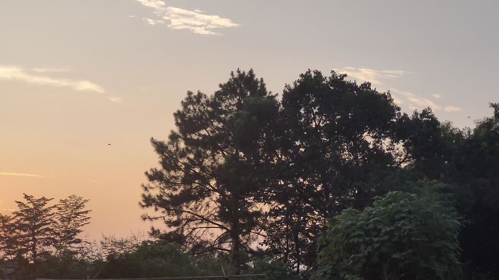 [图]天气日夕佳，飞鸟相与还。