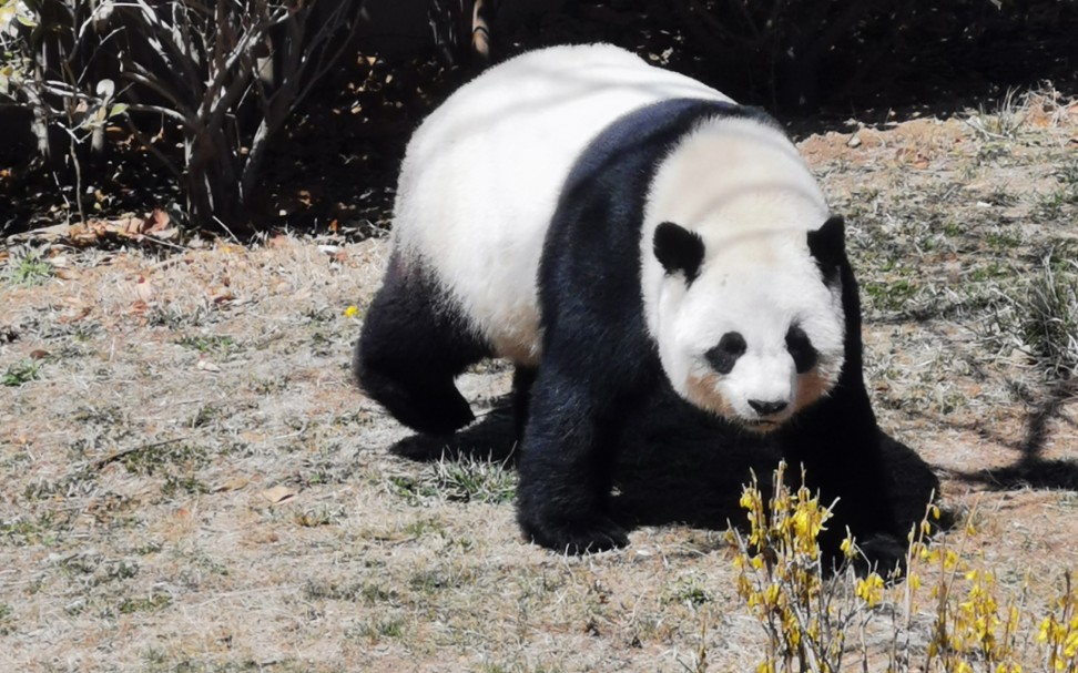 青岛动物园 票价四块,这只熊猫占了三块吧.
