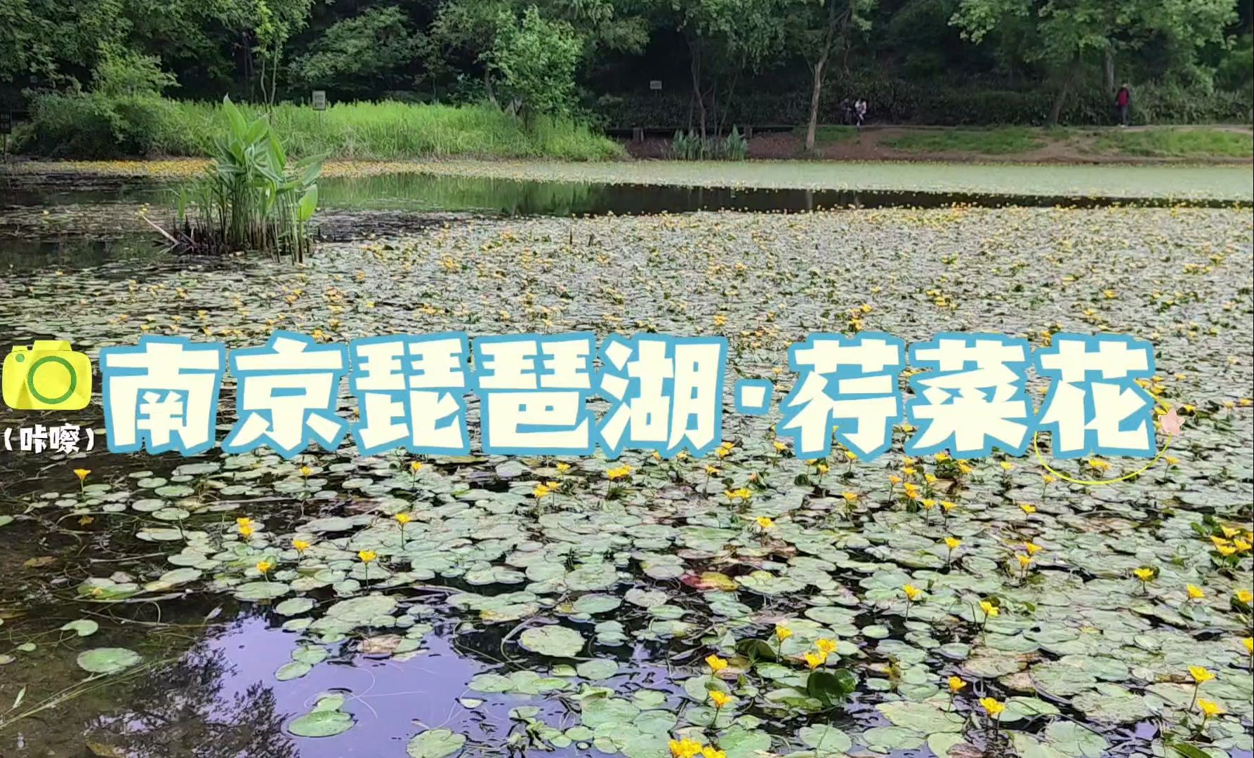南京紫金山琵琶湖荇菜花,湖水,小黄花,紫金山,城墙相映成趣