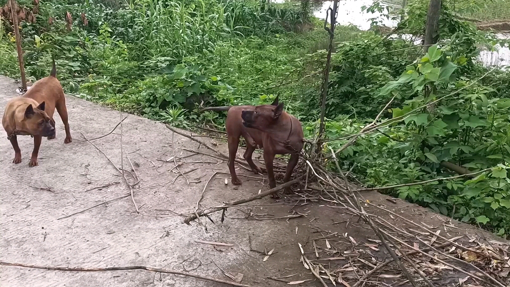 小虎借配小虎第二次,期待二个月后开奖.