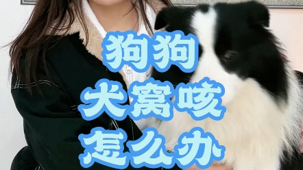 狗狗犬窝咳应该怎么办呢?一招教你轻松解决哔哩哔哩bilibili