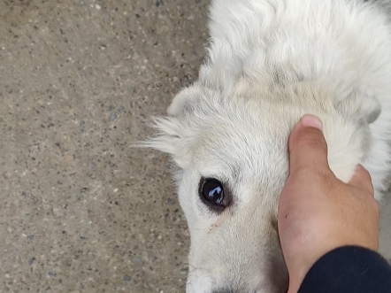 村头的狗狗认错人了