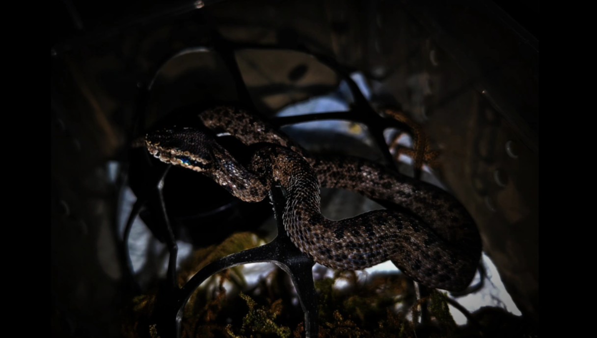 美美的菜花原矛头蝮protobothrops jerdonii指明亚种