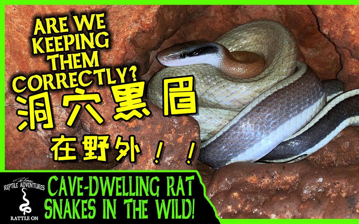 【饲养指南】揭秘洞穴黑眉锦蛇野外的栖息环境 | Reptile Adventures哔哩哔哩bilibili