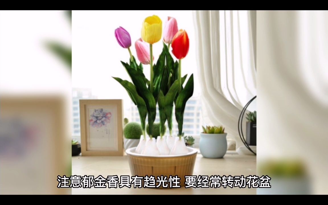 郁金香的种植哔哩哔哩bilibili