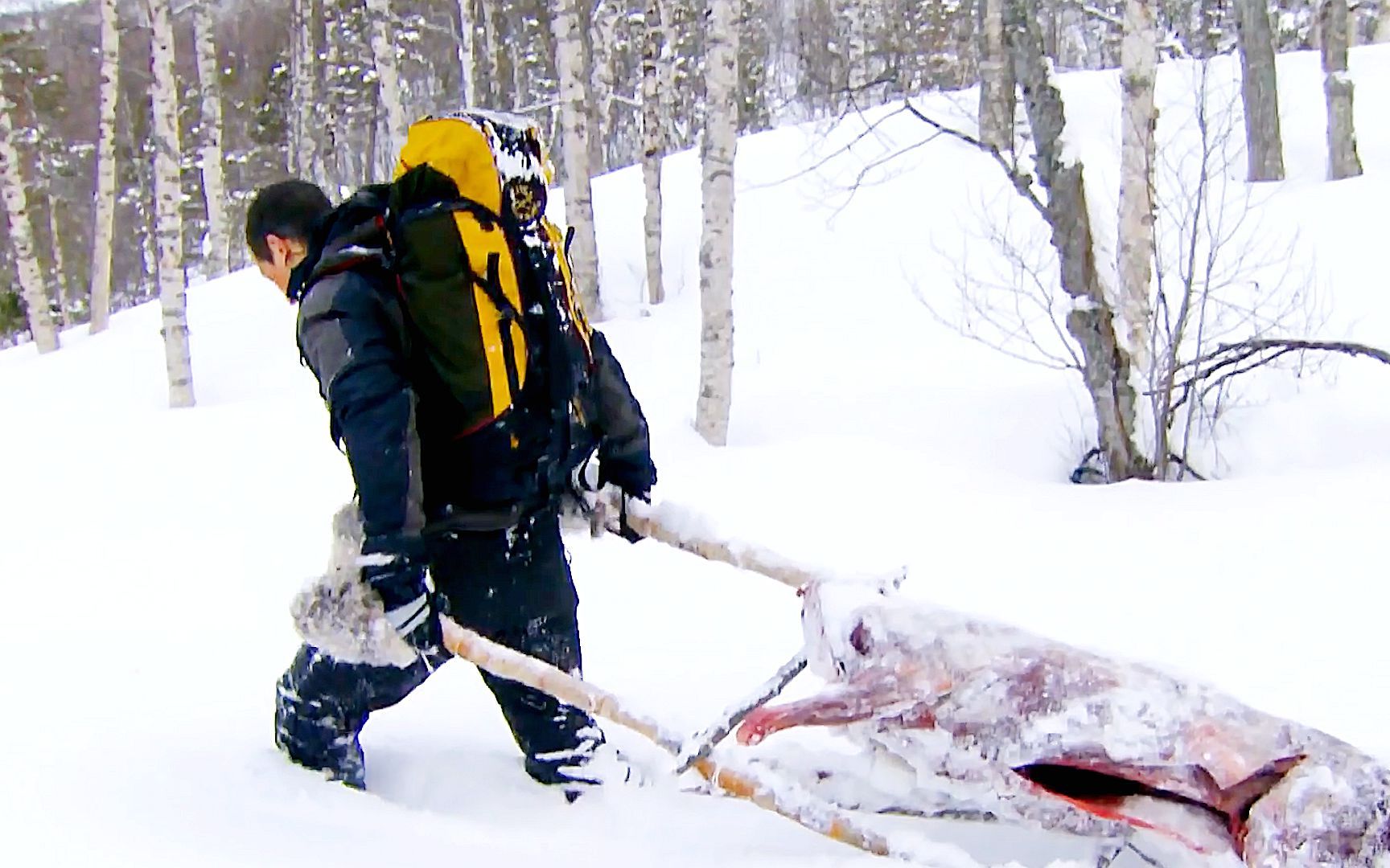 在冰天雪地里求生贝爷不仅吃上了鹿肉大餐还泡了个凉水澡