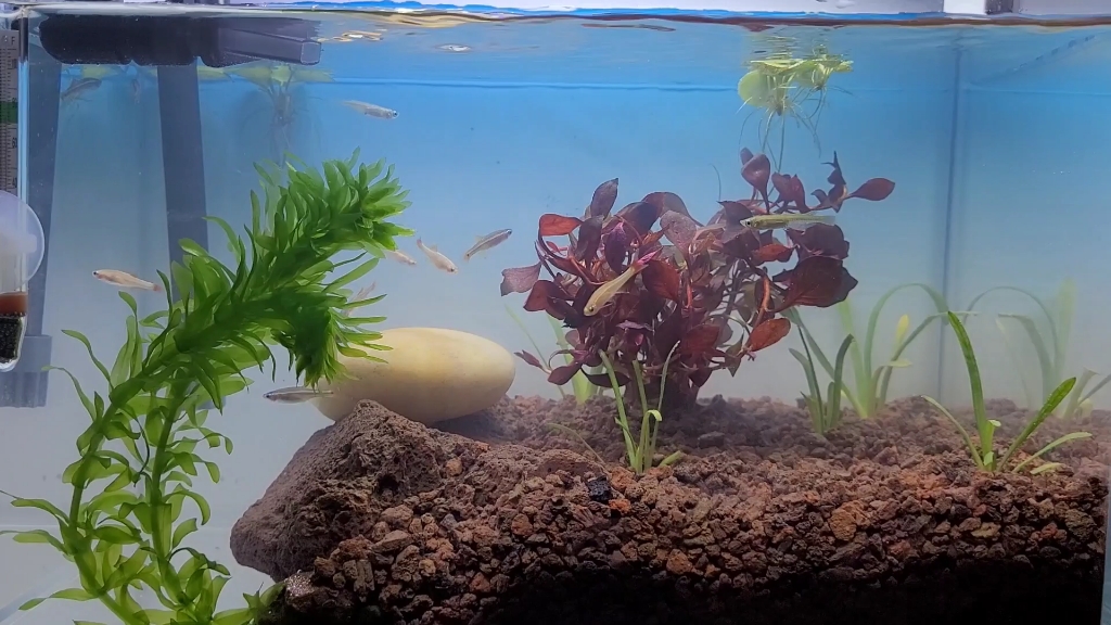 桌面火山石造景鱼缸,水草缸