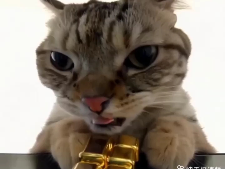 鼠鼠居然偷吃金条