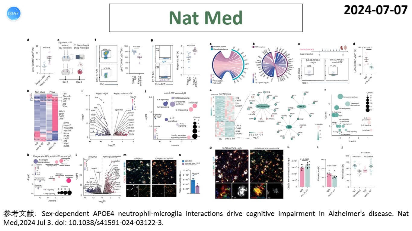 Nature medicine—APOE4在女性AD患者中能够诱导出一种IL17+中性粒细胞,后者可抑制小胶的清除作用哔哩哔哩bilibili