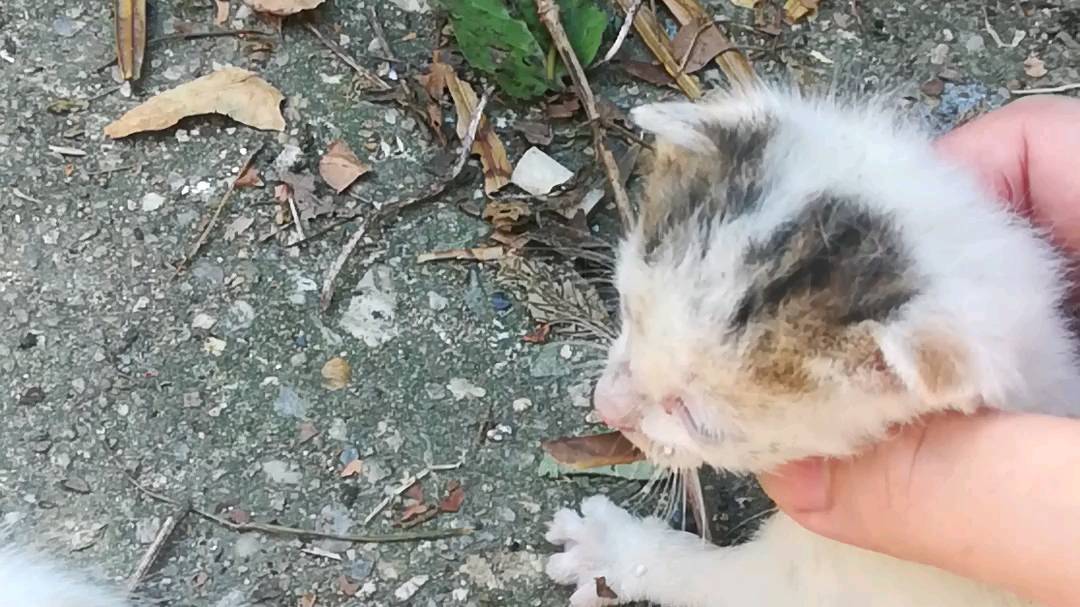 [图]上周日在路边看到的流浪猫幼崽