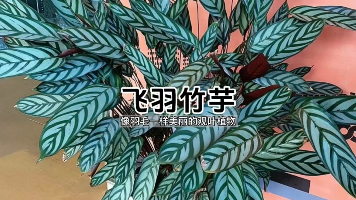 叶子像羽毛一样美到人心巴上的植物——飞羽竹芋哔哩哔哩bilibili