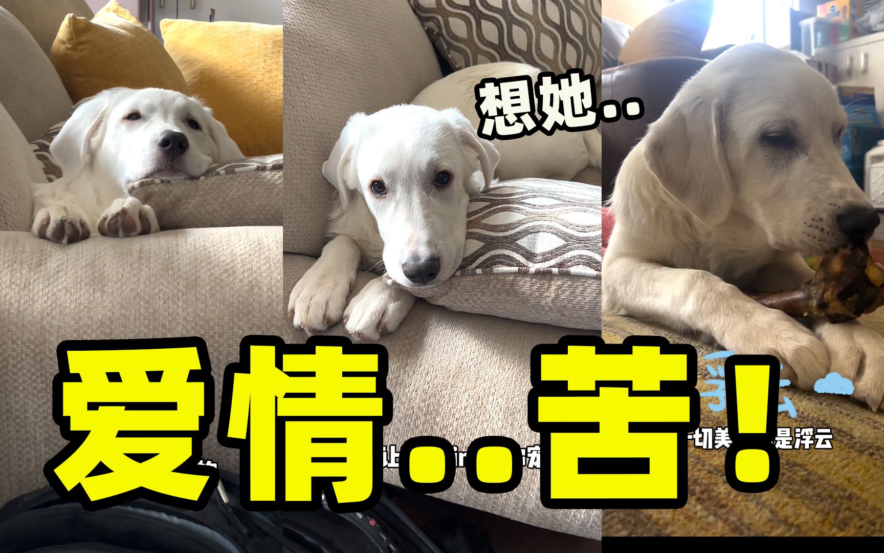 大型犬的咬合力简直太秀了!哔哩哔哩bilibili