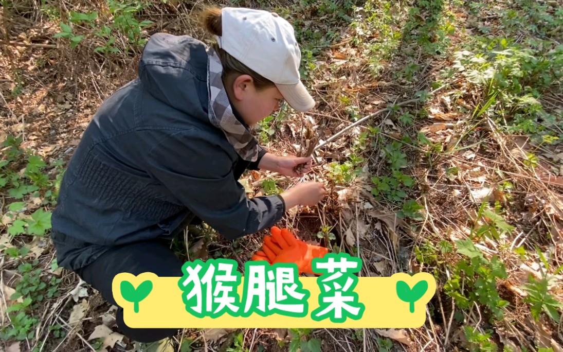 东北美女真有才,山里碰到一片猴腿野菜,这要是回家炒肉吃能不错哔哩哔哩bilibili