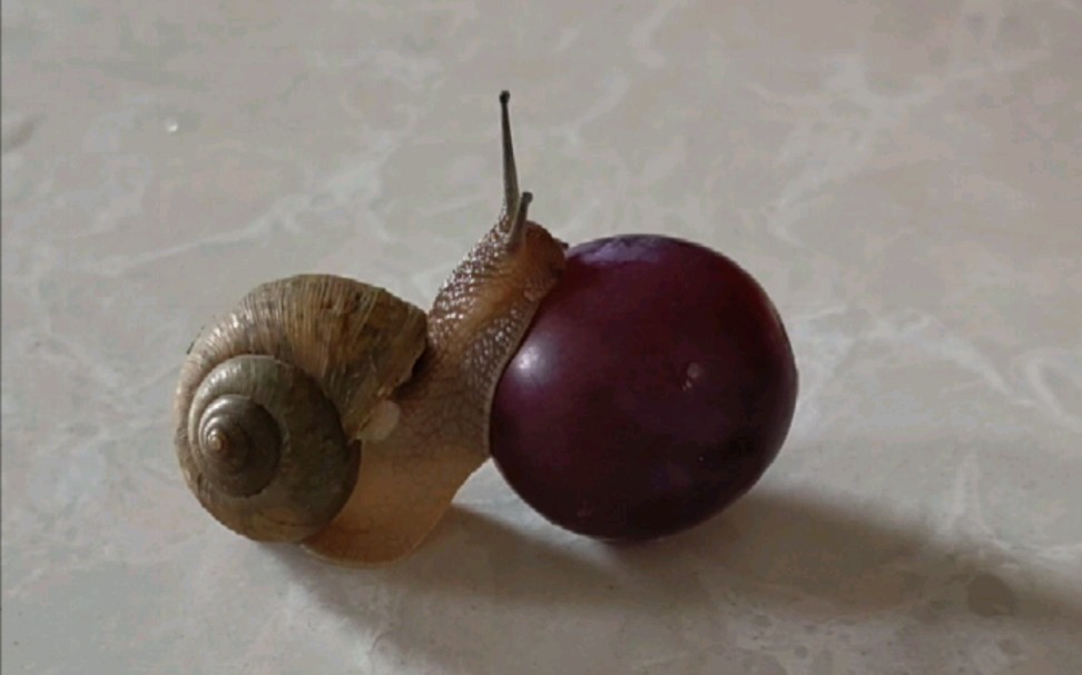 蜗牛吃葡萄