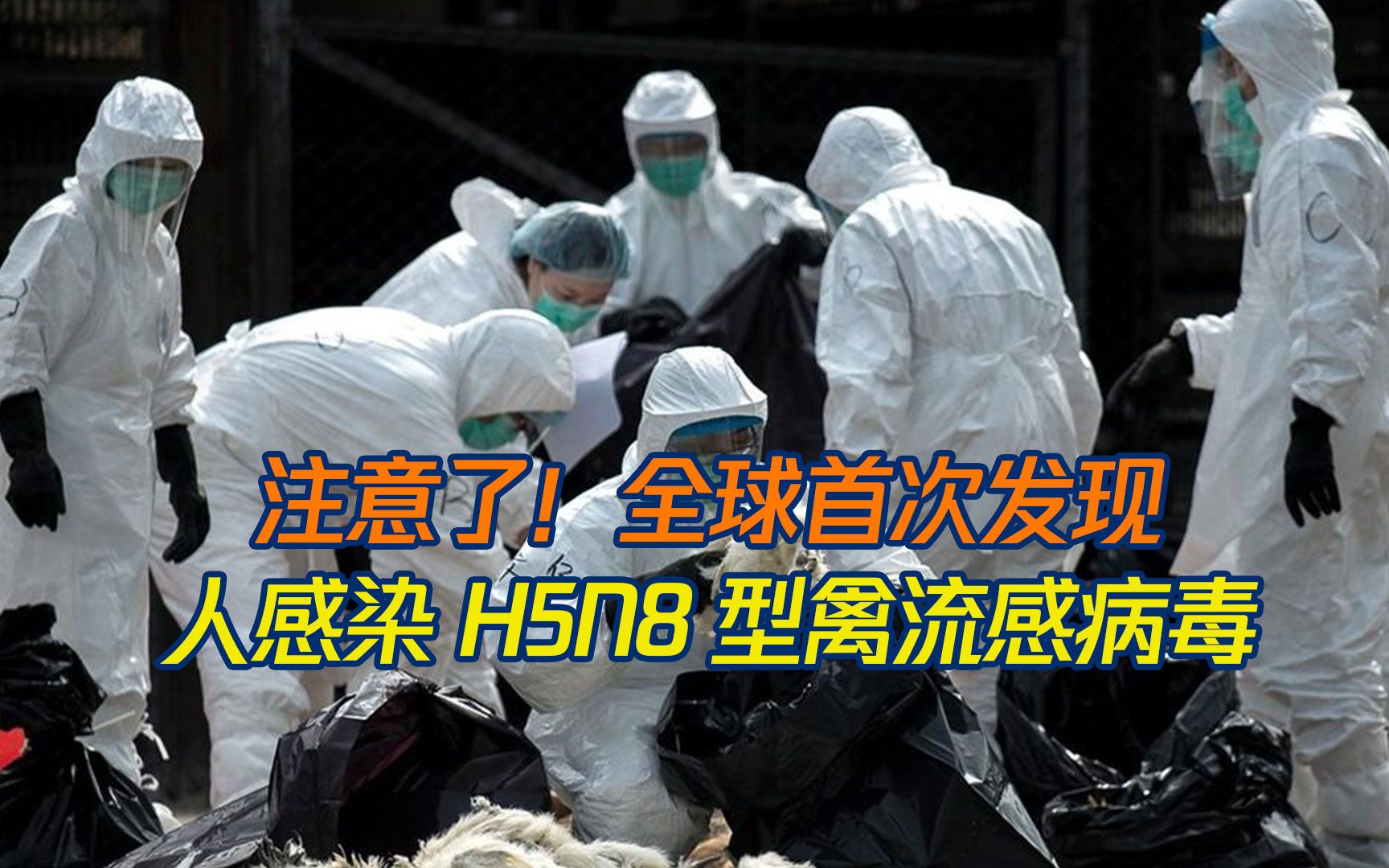 全球首次发现!有人感染H5N8型禽流感病毒!有这些症状的人要注意了!哔哩哔哩bilibili