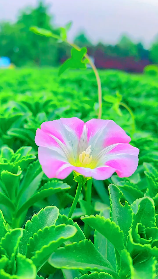 [图]牵牛花开