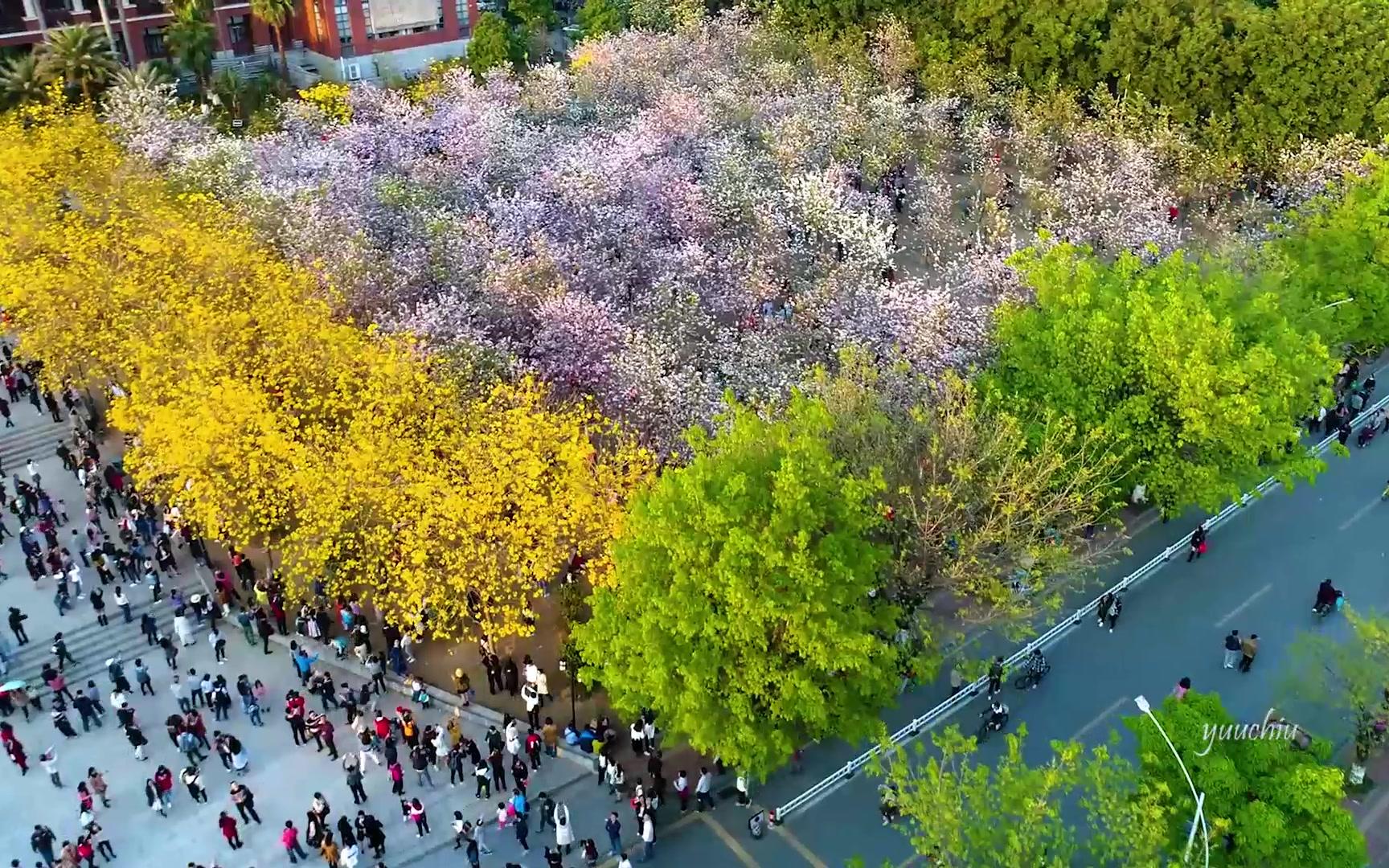 [图]华农之春，紫荆花开。