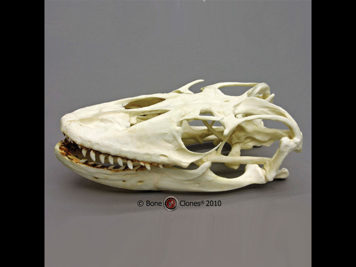 鬃狮蜥蜴头骨标本图片