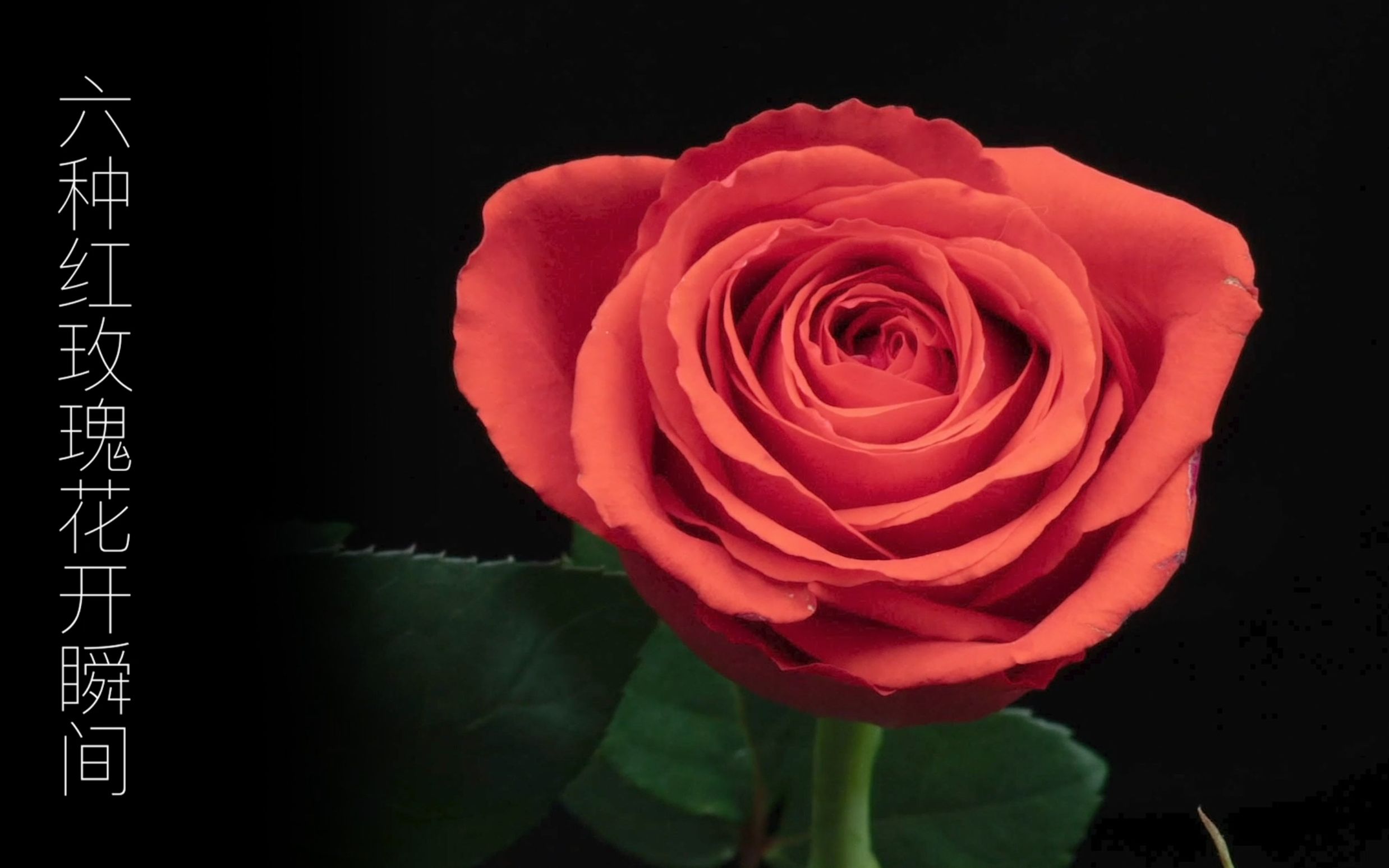 六种红玫瑰花开瞬间摩羯座珍爱玫昂红初吻娜欧米弗洛伊德