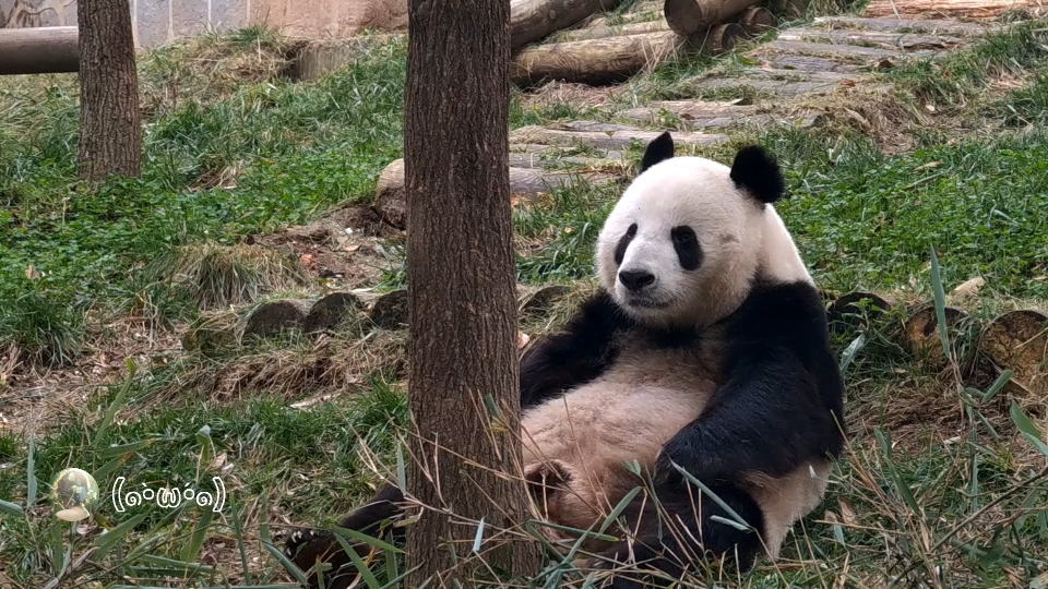 【大熊猫乔乔】乔老爷被我的碎碎念烦跑了