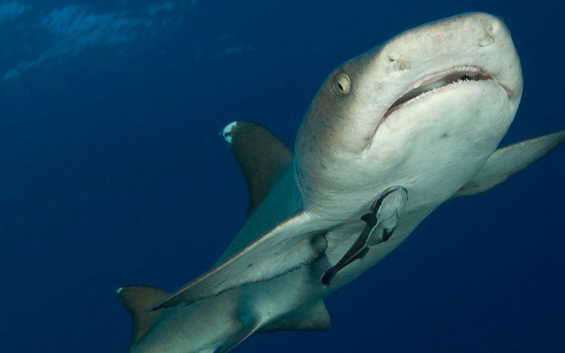污斑白眼鲛-能平起平坐 亚洲最令人生畏的捕食者_哔哩哔哩 (゜-゜)つ
