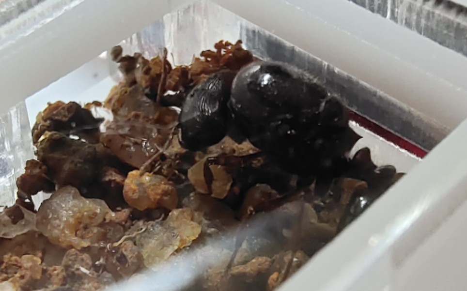 近缘盲切叶蚁的基地车