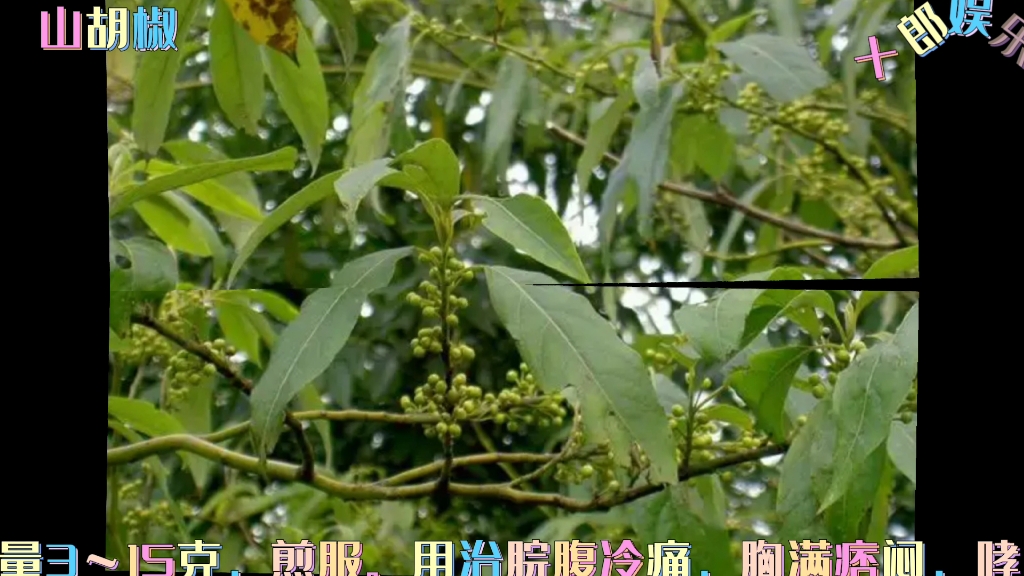 山胡椒的功效(山胡椒的功效大揭秘,让你健康又美丽)
