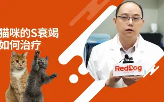 猫多饮多尿_ 搜索结果_哔哩哔哩_Bilibili