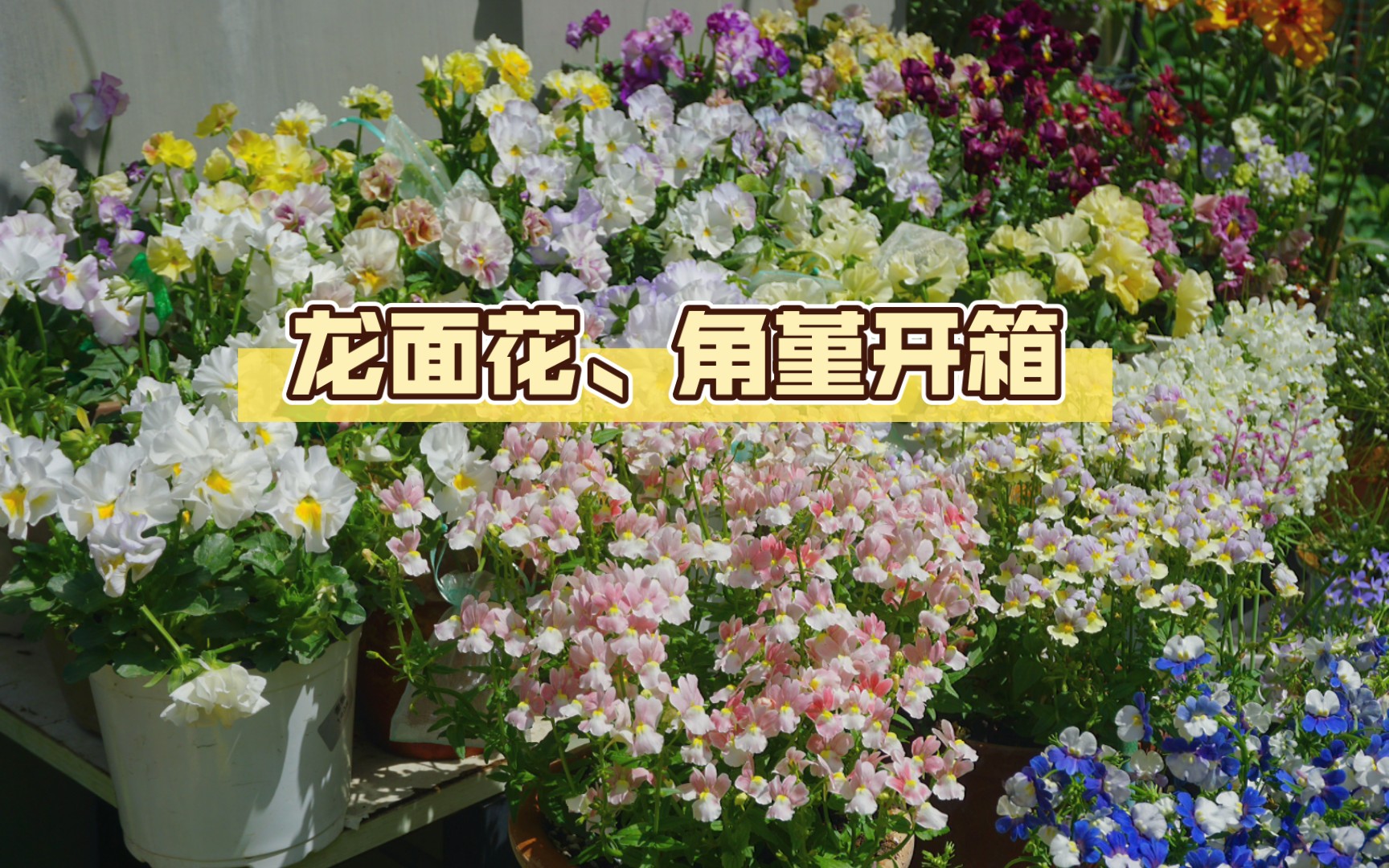 龍面花,角堇開箱和定植