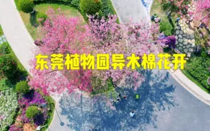 Download Video: 东莞植物园樱花般浪漫的异木棉开了，给东莞的秋天增添了一份粉色的浪漫气息