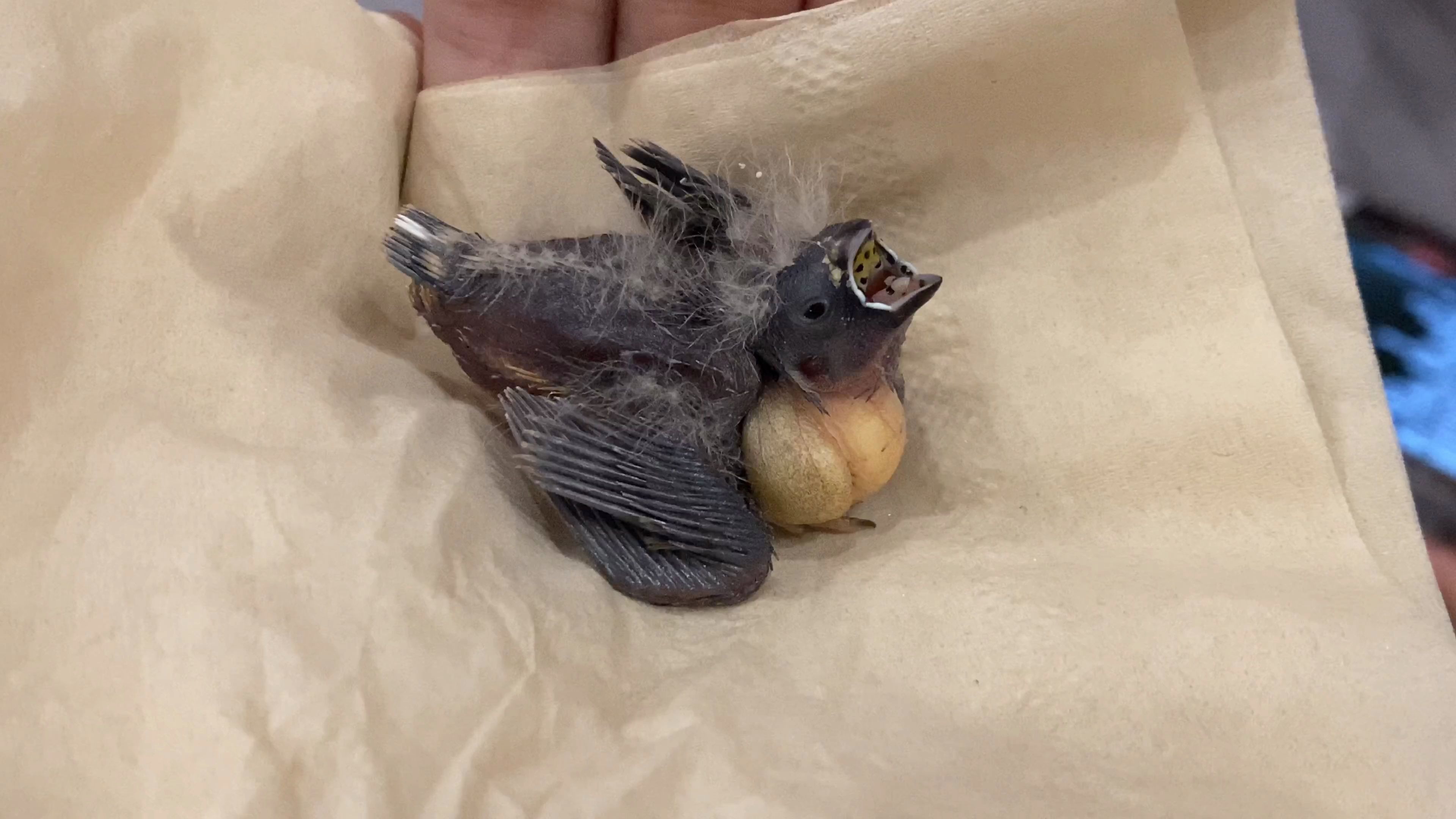 珍珠鸟日常:孩子够不够?