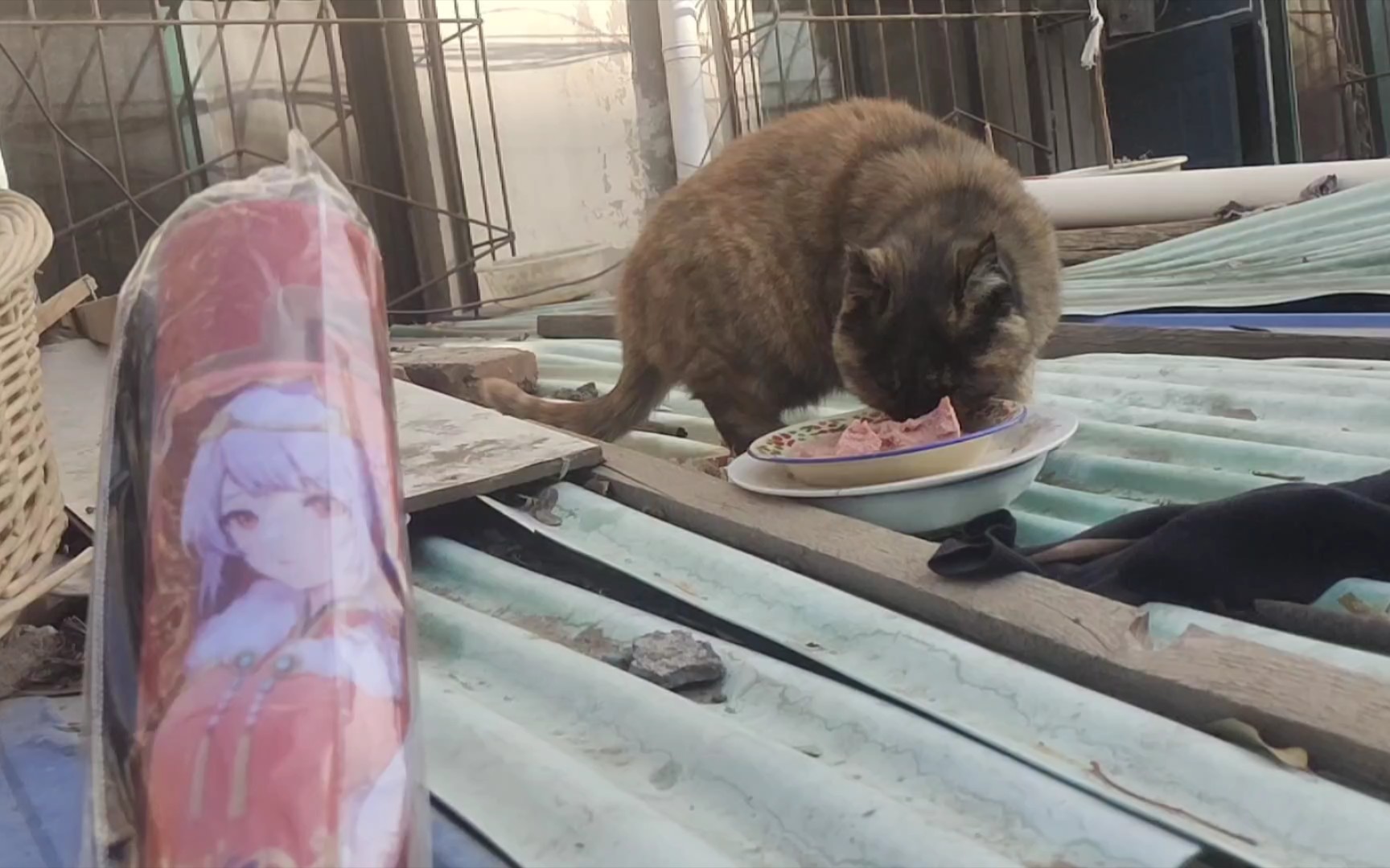 [图]周日发个快递顺便来看看流浪猫黑脸猫喂食记录一下